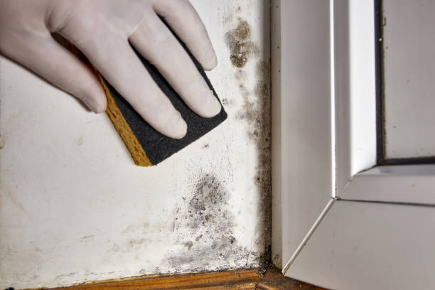 Best Residential Mold Inspection & Testing  in Claryville, KY